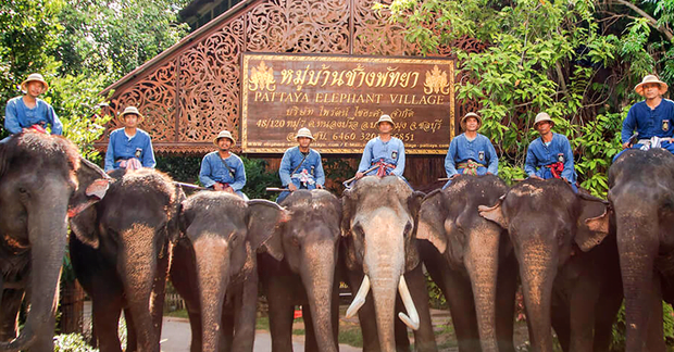 หมู่บ้านช้างพัทยา Elephant Village