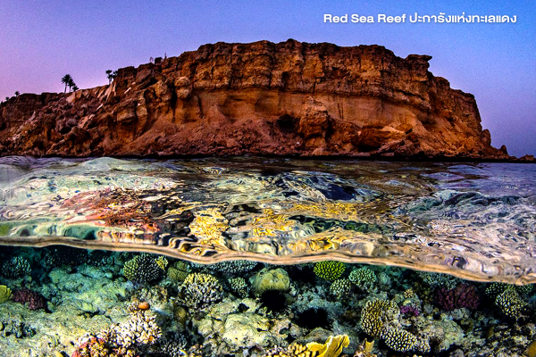 Red Sea Reef ปะการังแห่งทะเลแดง