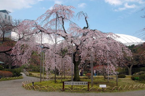 สวนโคอิชิคาวะ - โคระคุเอ็น (Koishikawa Korakuen) ซากุระ