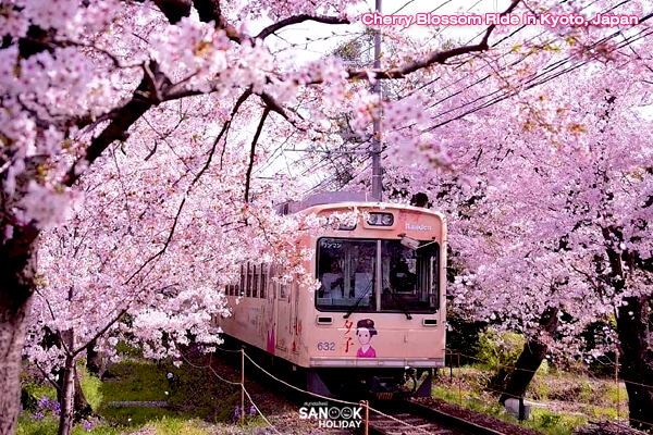 Cherry Blossom In kyoto