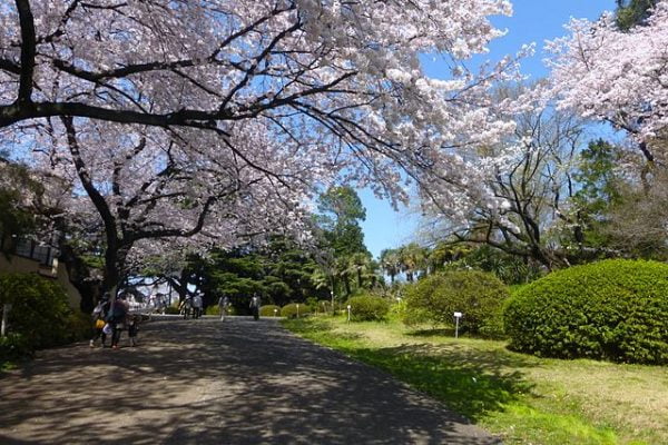 สวนพฤกษศาสตร์โคอิชิคาว่า (Koishikawa Botanical Gardens) ซากุระ
