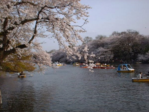 สวนอิโนะคาชิระ (Inokashira park) ซากุระ