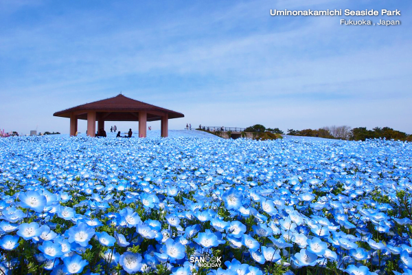 Uminonakamichi Seaside Park, ฟุกุโอกะ