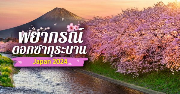 พยากรณ์ดอกซากุระบาน 2024