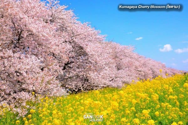 Kumagaya Cherry Blossom (ไซตามะ)