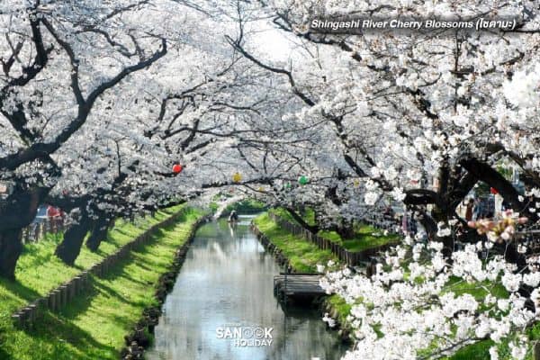 Shingashi River Cherry Blossoms (ไซตามะ)