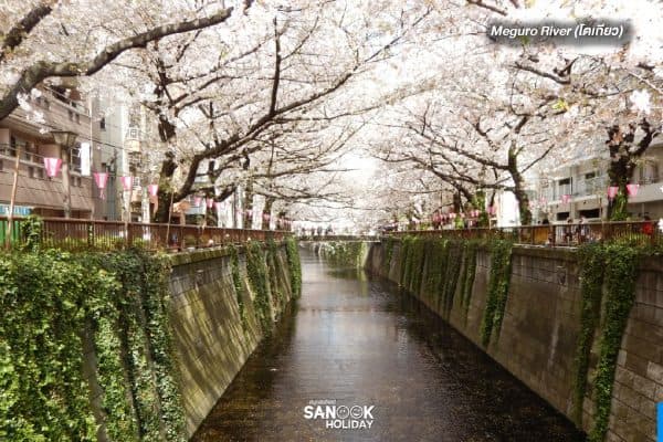 Meguro River (โตเกียว)