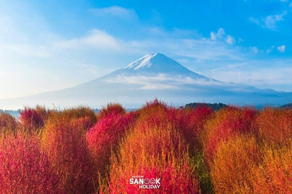 สวนโออิชิปาร์ค (Oishi Park)