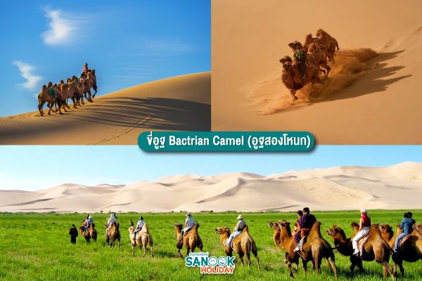 ขี่อูฐ Bactrian Camel (อูฐสองโหนก)
