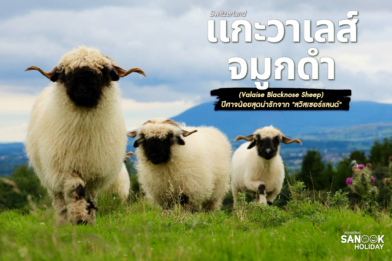 เเกะวาเลส์จมูกดำ Valaise Blacknose Sheep