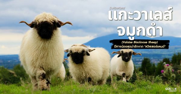 เเกะวาเลส์จมูกดำ